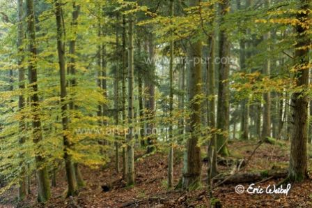 Automne-Ammerschwihr.jpg, oct. 2011 Automne-Ammerschwihr.jpg