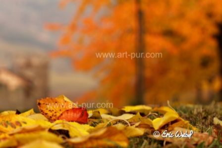 Kientzheim_cerisiers_automne.jpg, nov. 2011 Kientzheim_cerisiers_automne.jpg
