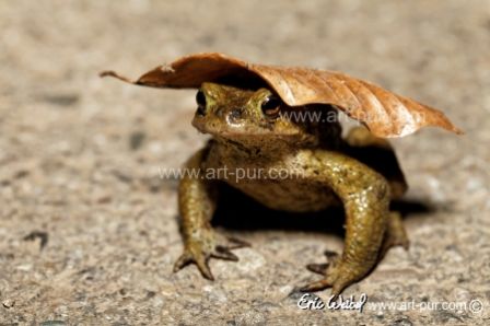 Bufo_bufo-male-Toggenbach.jpg