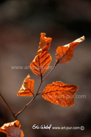 Feuilles_de_hetre.jpg, mar. 2012 Feuilles_de_hetre.jpg