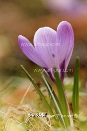 Photos_mars-crocus.jpg, mar. 2012 Photos_mars-crocus.jpg