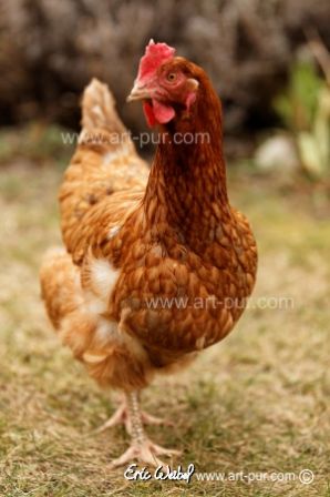 Poulette-Kientzheim.jpg, mar. 2012 Poulette-Kientzheim.jpg