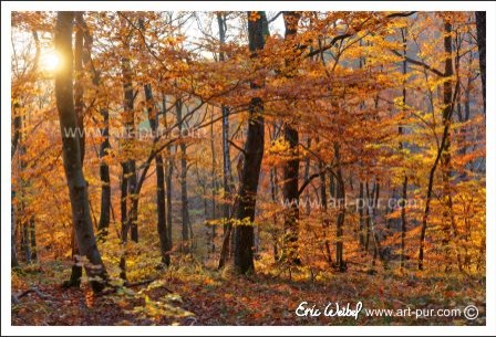 Automne-Rougemont.jpg