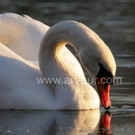 Cygne aux tangs d'Ingersheim