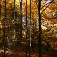 Sous-bois Vosgien