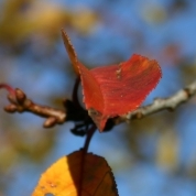 Cerisier en automne