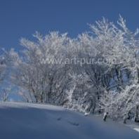 Arbres sous la neige