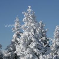 Sapins sous la neige