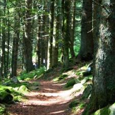 Sentier de lumire Hautes Vosges